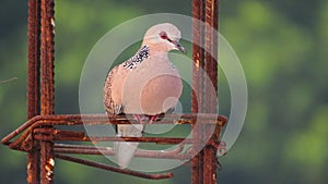 Spotted dove or Spilopelia chinensis bird standing on rod