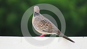 Spotted dove or Spilopelia chinensis bird standing on rod