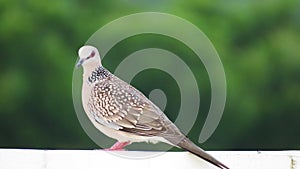 Spotted dove or Spilopelia chinensis bird standing on rod