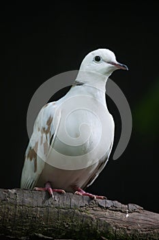 Spotted dove (Spilopelia chinensis chinensis).