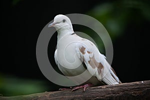 Spotted dove Spilopelia chinensis chinensis.