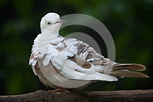 Spotted dove (Spilopelia chinensis chinensis).