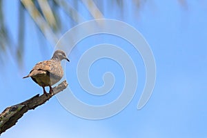 The spotted dove Spilopelia chinensis on death tree