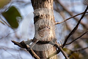 Spotted Dove Spilopelia chinensis in the Forest