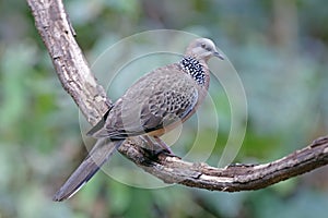 Spotted Dove Spilopelia chinensis Male Beautiful Birds of Thailand