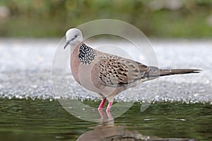 Spotted Dove Spilopelia chinensis Male Cute Birds of Thailand