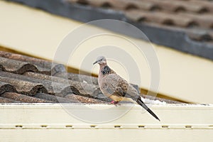 Spotted dove(Spilopelia chinensis) medium sized bird sits on the roof of the house