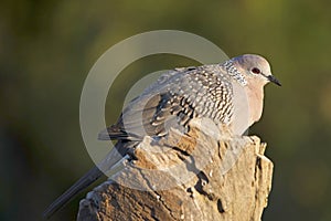 Spotted Dove Spilopelia Chinensis