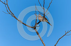 A Spotted Dove (Spilopelia chinensis) rests on a branch.