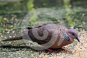 The spotted dove Spilopelia chinensis searching food on floor in a zoo, a small and somewhat long-tailed pigeon that is a common
