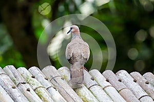 The spotted dove Spilopelia chinensis, a small and somewhat long-tailed pigeon that is a common resident breeding bird across