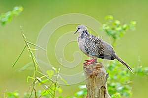 Spotted dove, Spilopelia chinensis, small and somewhat long-tailed pigeon from Sri Lanka, Asia. Bird sitting on the tree trunk in