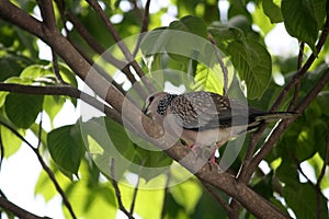 Spotted dove (Spilopelia chinensis suratensis) enjoying cool shade of a tree : (pix Sanjiv Shukla)