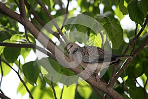 Spotted dove (Spilopelia chinensis suratensis) enjoying cool shade of a tree : (pix Sanjiv Shukla)