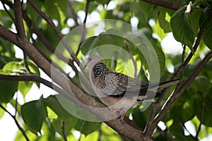 Spotted dove (Spilopelia chinensis suratensis) enjoying cool shade of a tree : (pix Sanjiv Shukla)