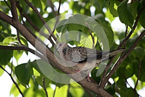 Spotted dove (Spilopelia chinensis suratensis) enjoying cool shade of a tree : (pix Sanjiv Shukla) photo