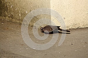 Spotted dove (Spilopelia chinensis suratensis) in search of food : (pix Sanjiv Shukla) photo
