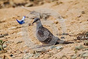 Spotted dove Spilopelia chinensis in Thangamale sanctuary near Haputale, Sri Lan