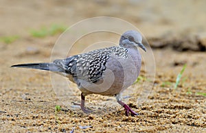 The spotted dove Spilopelia chinensis walk on the sand