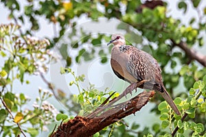 Spotted Dove or Spilopelia Chinensis in Wilpattu National park