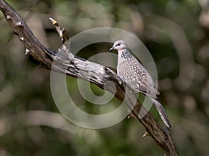 The spotted dove from Sri Lanka