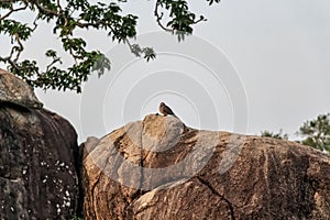 Spotted dove in Sri Lanka