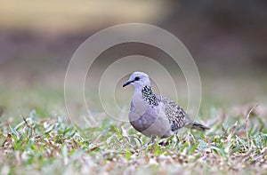 Spotted dove standing on ground