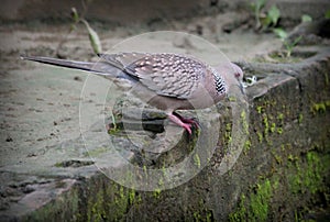 Spotted Dove is a stocky bird background Photo