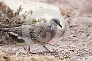 Spotted Dove (Streptopelia chinensis)