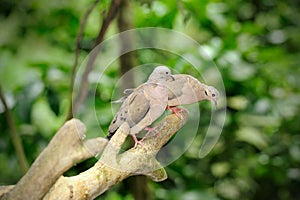 Spotted Dove (Streptopelia Chinensis)