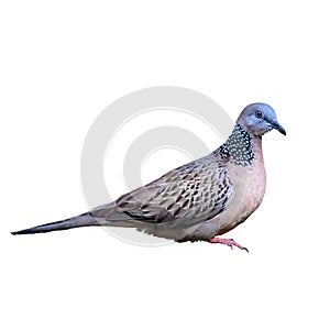 Spotted dove or Streptopelia chinensis.