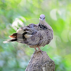 Spotted Dove