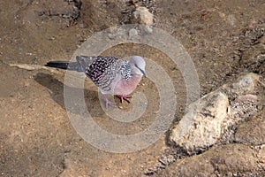 Spotted Dove Streptopelia, Spilopelia chinensis ceylonensis