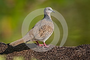 Spotted Dove - Streptopelia Spilopelia  chinensis small long-tailed pigeon, also known as mountain dove, pearl-necked dove, lace