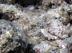 A Spotted Dwarfgoby Eviota guttata in the Red Sea