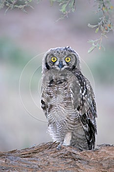 Spotted eagle-owl