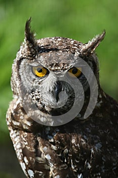 Spotted Eagle Owl