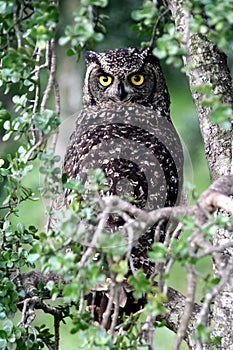 Spotted Eagle Owl