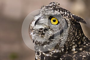 Spotted Eagle Owl