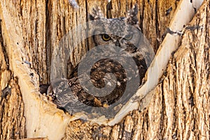 Spotted Eagle Owl