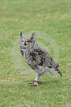 Spotted Eagle Owl