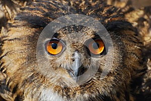 Spotted Eagle-owl