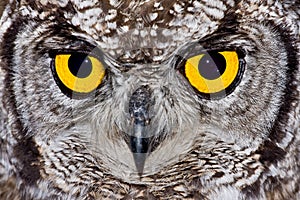 Spotted Eagle Owl