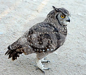 Spotted Eagle Owl