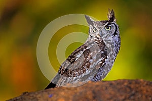Spotted eagle-owl, Bubo africanu, Lake Kariba, Zimbabwe. Bird siting on the stone in green vegetation, evening light. owl in the