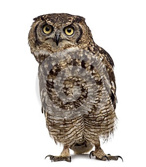 Spotted eagle-owl - Bubo africanus 4 years old in front of a w