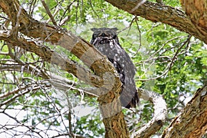 Spotted Eagle-Owl (Bubo africanus)
