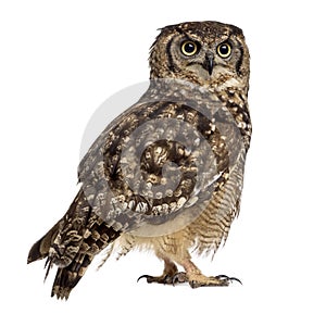 Spotted eagle-owl - Bubo africanus