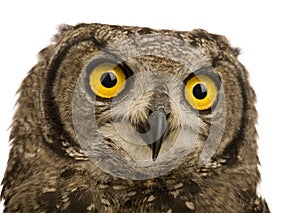 Spotted Eagle-owl - Bubo africanus (8 months)