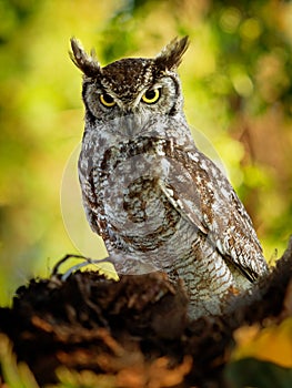 Spotted Eagle-Owl - Bubo africanus also called African spotted eagle-owl, and African eagle-owl, is a medium-sized species of owl